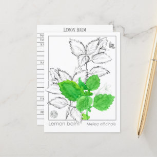 Lemon Balm Materia Medica Herbal Flash Card