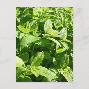 Lemon Balm Plant Postcard