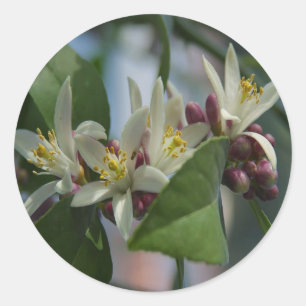 Lemon Blossoms Classic Round Sticker