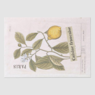 Lemon Botanical Illustration French Script Fruit Tissue Paper