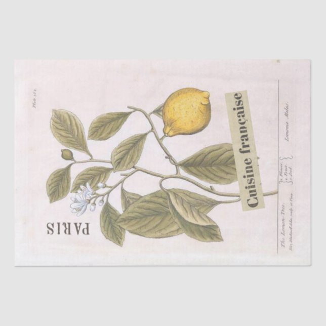 Lemon Botanical Illustration French Script Fruit Tissue Paper (Front)