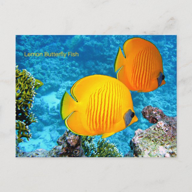 Lemon Butterfly Fish Postcard (Front)