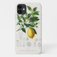 Lemon Citrus Fruit Botanical Limonium Illustration