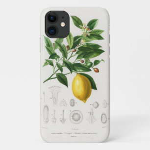 Lemon Citrus Fruit Botanical Limonium Illustration iPhone 11 Case