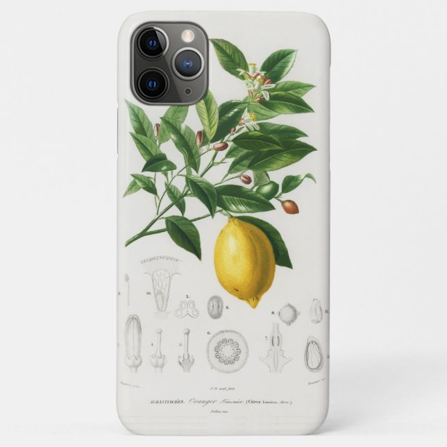 Lemon Citrus Fruit Botanical Limonium Illustration Case-Mate iPhone Case (Back)