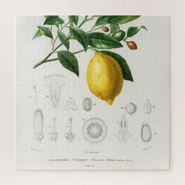 Lemon Citrus Fruit Botanical Limonium Illustration Jigsaw Puzzle (Vertical)