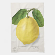 Lemon (Citrus Limon) by Ellen Isham Schutt – 1910