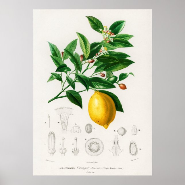 Lemon (Citrus Limonium) Poster (Front)