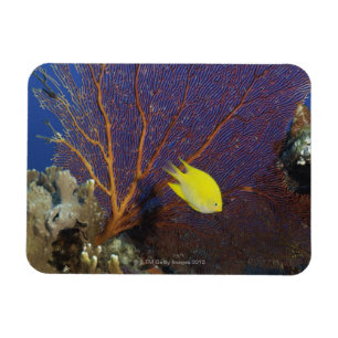 Lemon damsel magnet
