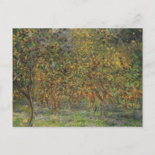 Lemon Grove in Bordighera by Claude Monet Postcard