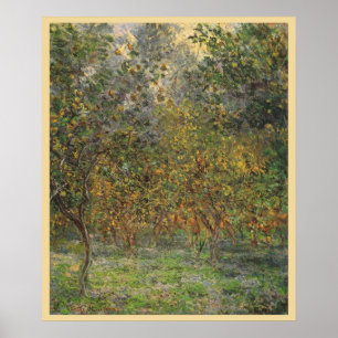 Lemon Grove in Bordighera by Claude Monet Poster