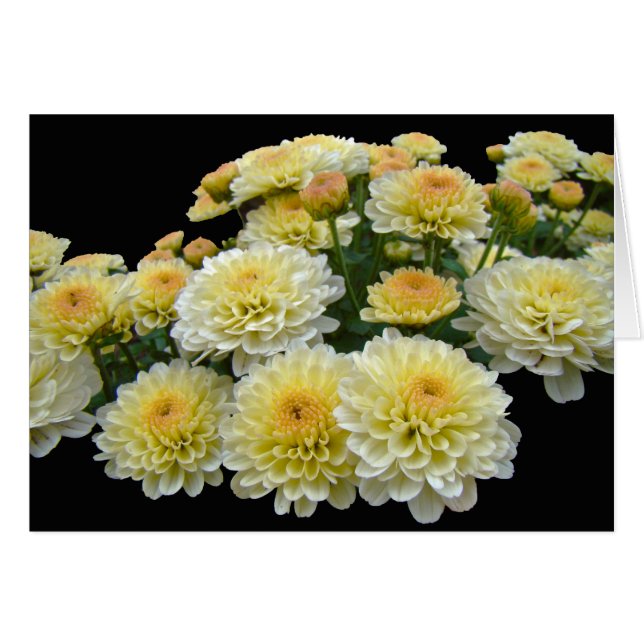 Lemon Meringue Chrysanthemums (Front Horizontal)