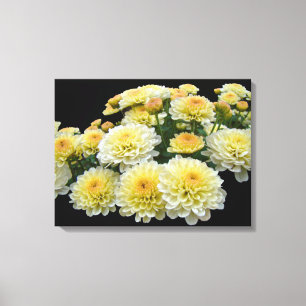 Lemon Meringue Chrysanthemums Canvas Print