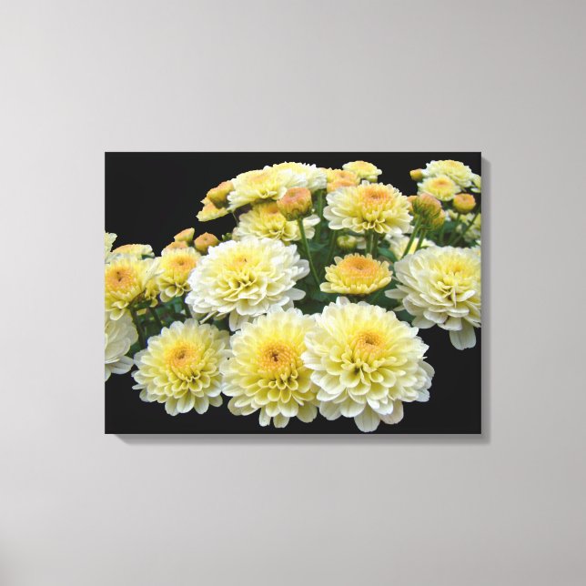 Lemon Meringue Chrysanthemums Canvas Print (Front)