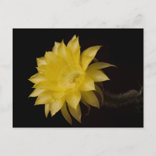 Lemon Pie Cactus Flower Delight Postcard