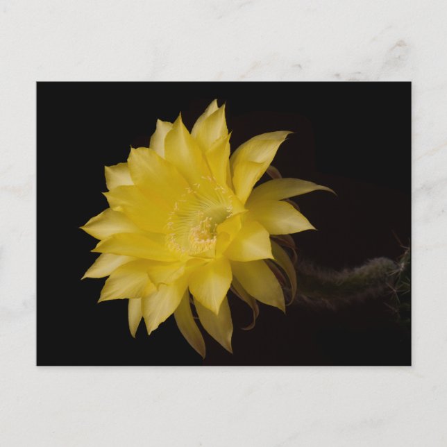 Lemon Pie Cactus Flower Delight Postcard (Front)