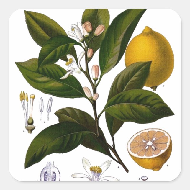 Lemon Square Sticker (Front)