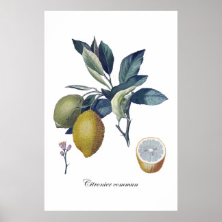 LEMON study botanical vintage poster