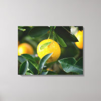 Lemon Tree Fruit Photography