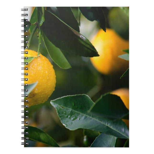 Lemon Tree Fruit Photography Notebook (Front)