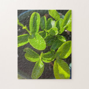 Lemon Tree Garden Planting Spring Jigsaw Puzzle