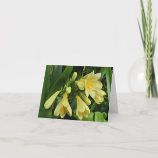 Lemon yellow clivias announcement