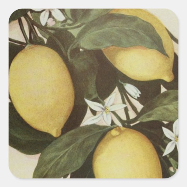 Lemons sticker (Front)