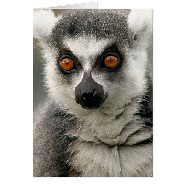 Lemur (Front)