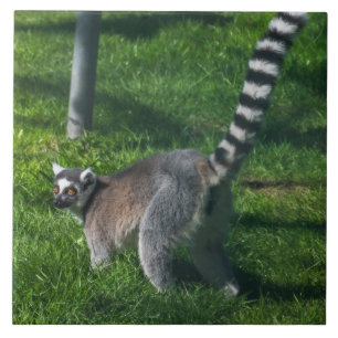 Lemur ceramic tile