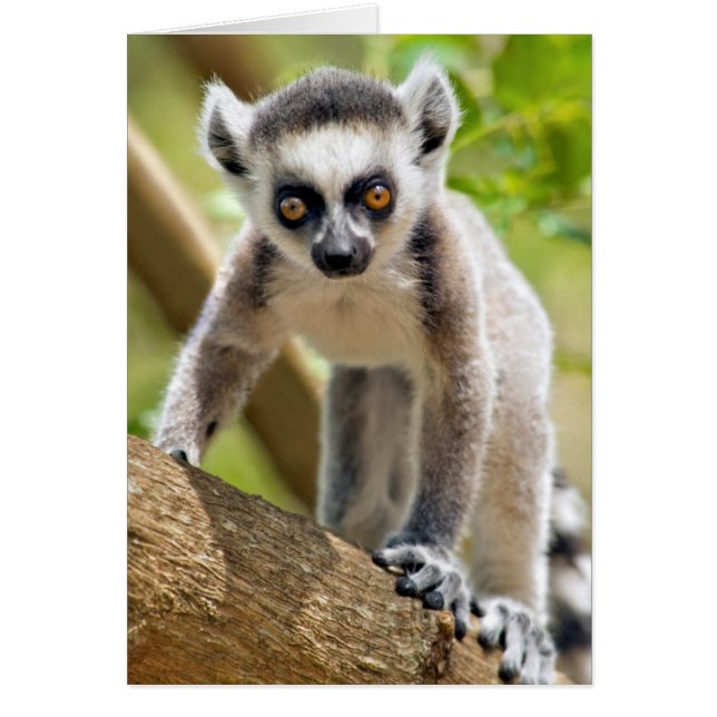 Lemur de bébé (Devant)