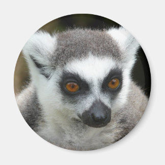 Lemur Magnet