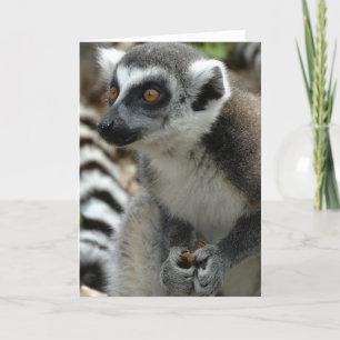 Lemur Monkey Greeting Card