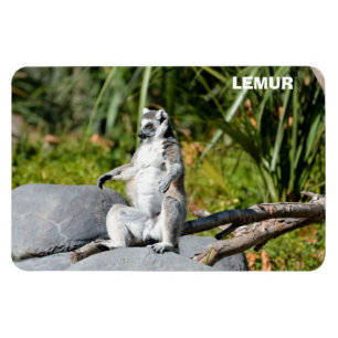 Lemur Monkey Magnet