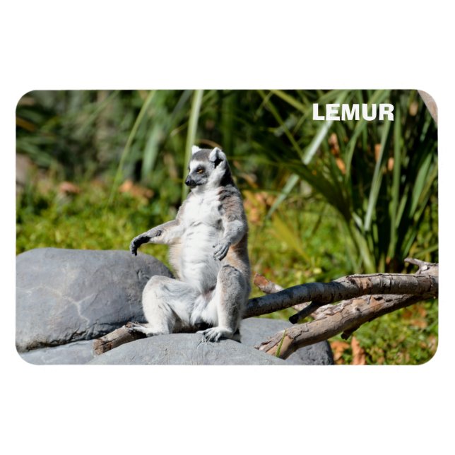 Lemur Monkey Magnet (Horizontal)
