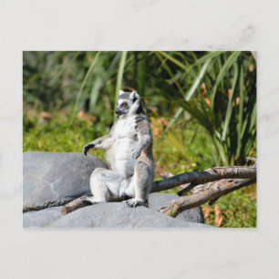Lemur Monkey Postcard