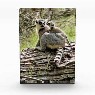 LEMUR PHOTO BLOCK