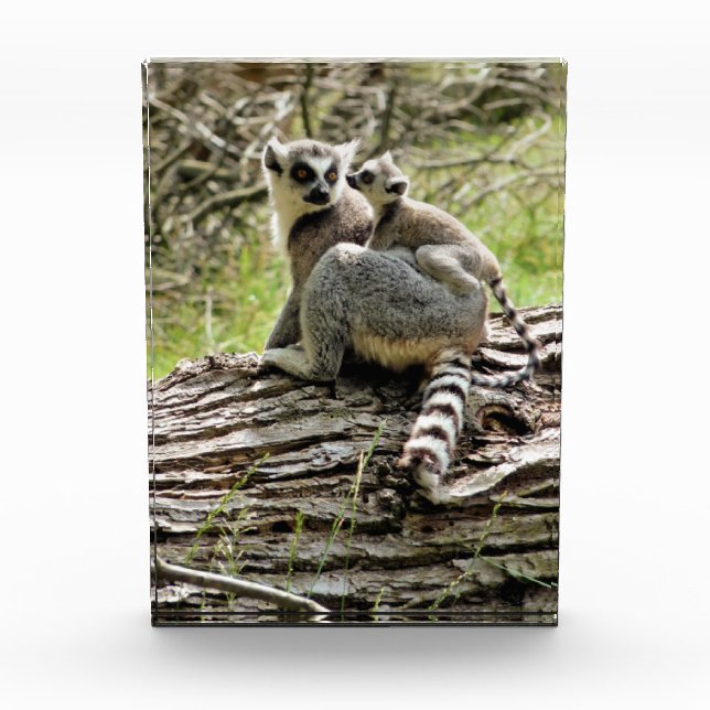  LEMUR  PHOTO BLOCK (Front)