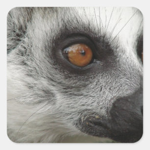 Lemur Photo Square Sticker
