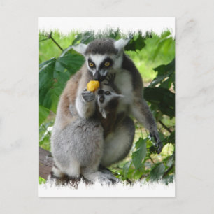 Lemur Postcard
