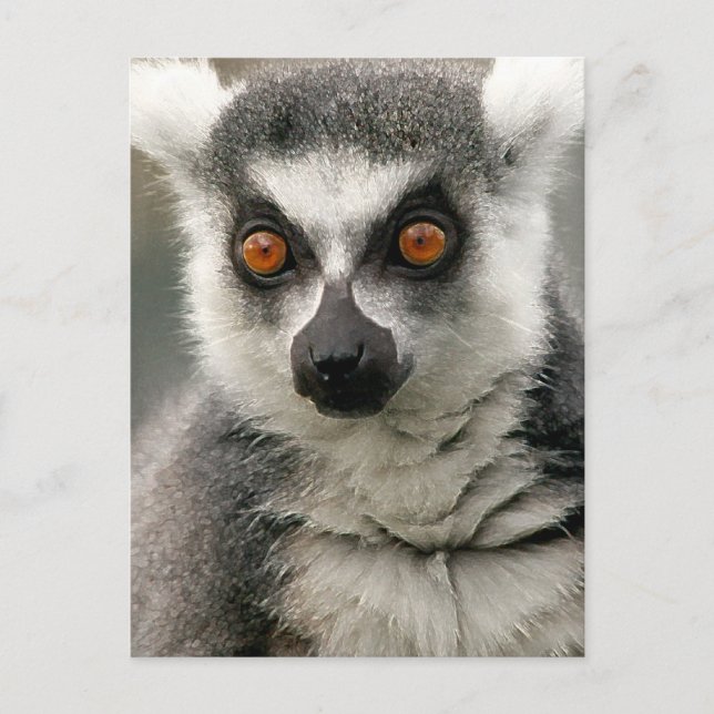 Lemur Postcard (Front)