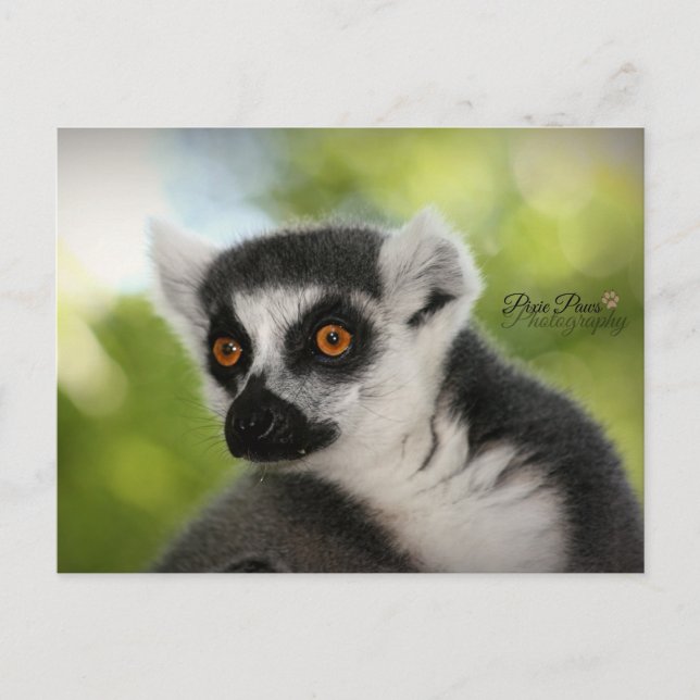 Lemur Postcard (Front)