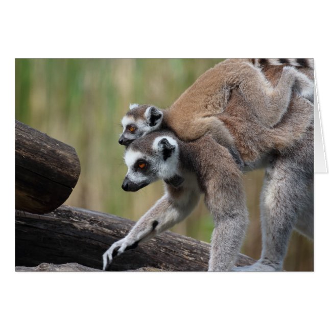 Lémurienne Et Bébé (Devant horizontal)