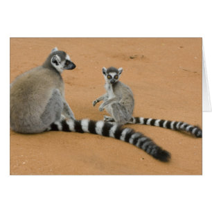Lémurs à queue annelée, (Lemur catta), Berenty