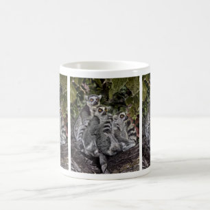 Lémurs dans une tasse de rangée