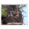 Lemurs of Madagascar Calendar