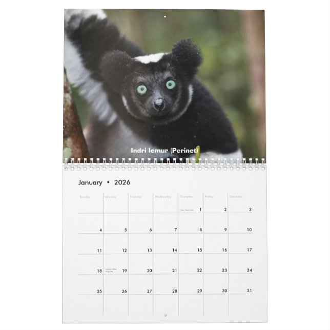 Lemurs of Madagascar Calendar (Jan 2026)