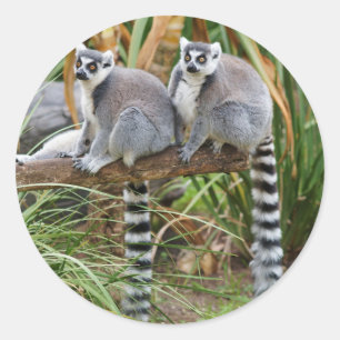 Lemurs Sticker