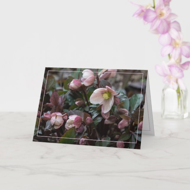 Lenten Rose Card (Orchid)