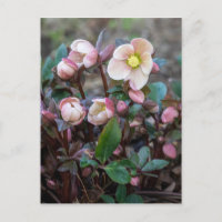 Lenten Rose Vertical Design