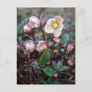Lenten Rose Vertical Design Postcard